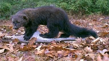 Fisher Cat Sound File Fisher Cat Sound File